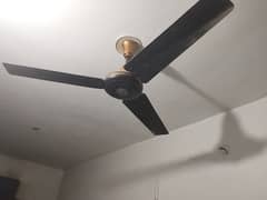 Pak ceiling fans.