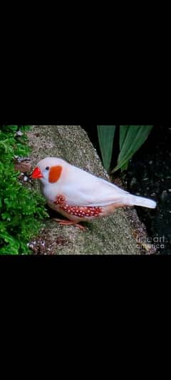 zebra finch breeder pairs available for sale per pair 2000