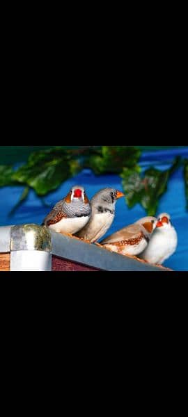 zebra finch breeders pairs available for sale per pice 500 1