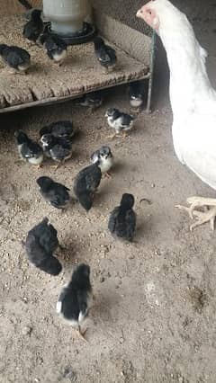 Astralorp chicks & eggs