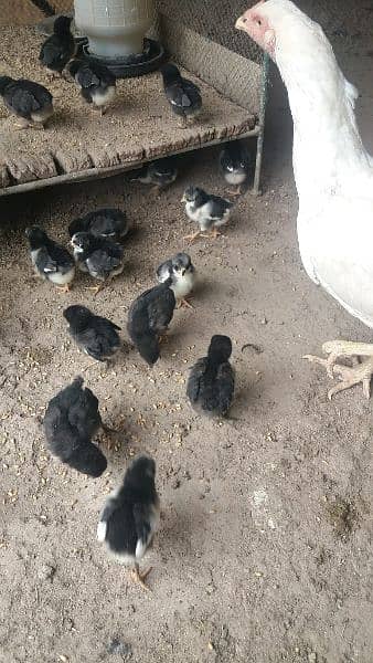 Astralorp chicks & eggs 0