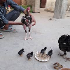 aseel chicks for sale pure aseel
