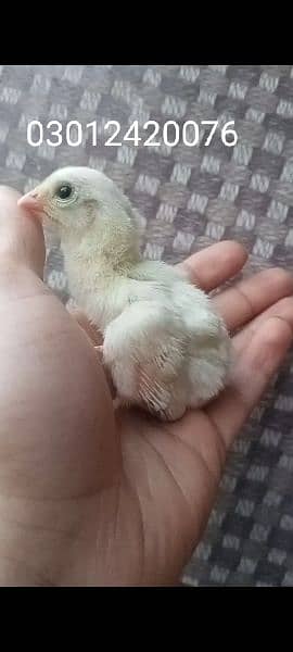 heera chicks for sell 1