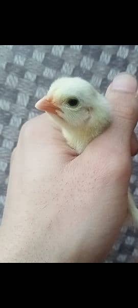 heera chicks for sell 2