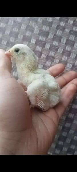 heera chicks for sell 3