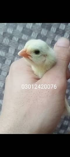heera chicks for sell