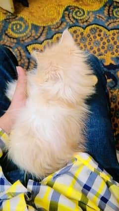 Pure Persian kitten