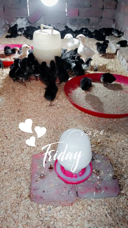 pure Australorp healthy active and vaccinated chicks available 1