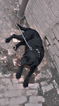 Labrador male for sell