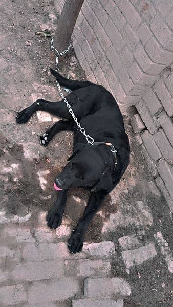 Labrador male for sell 0