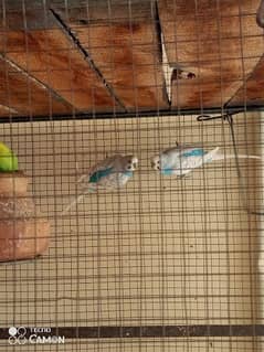 Beautiful 5 pairs of Australian parrots available in good price