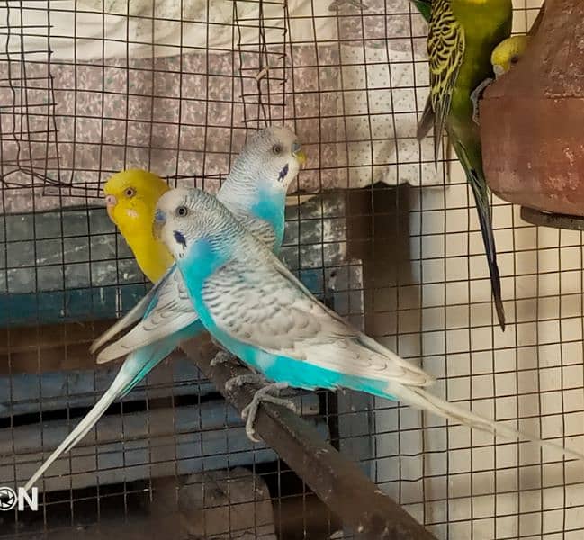 Beautiful 5 pairs of Australian parrots available in good price 1