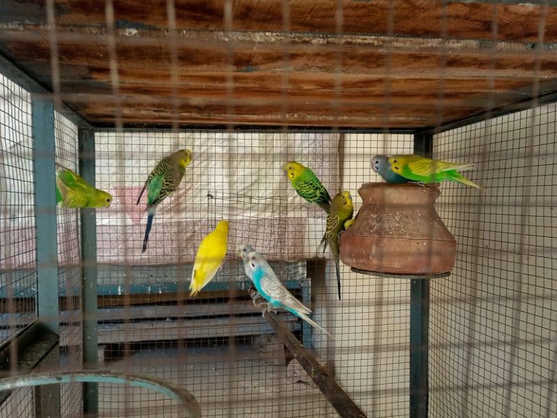 Beautiful 5 pairs of Australian parrots available in good price 3
