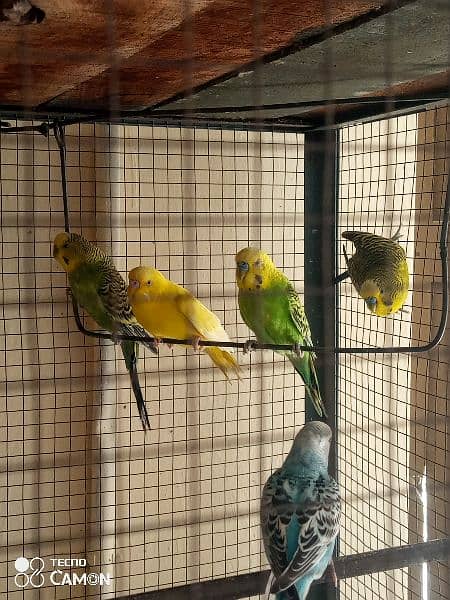 Beautiful 5 pairs of Australian parrots available in good price 4