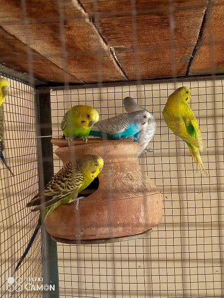 Beautiful 5 pairs of Australian parrots available in good price 5