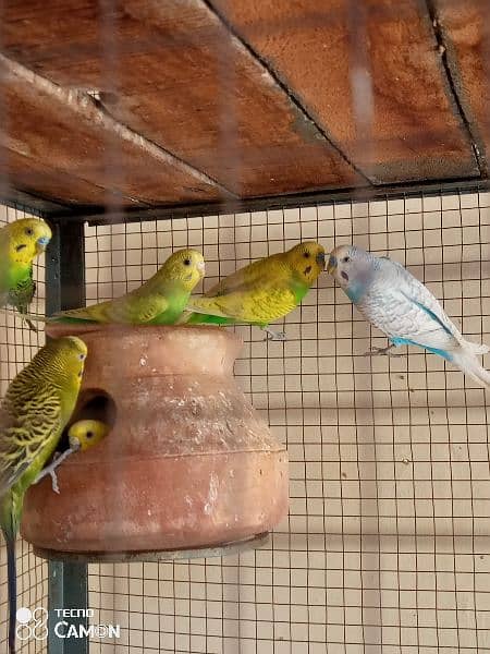 Beautiful 5 pairs of Australian parrots available in good price 7