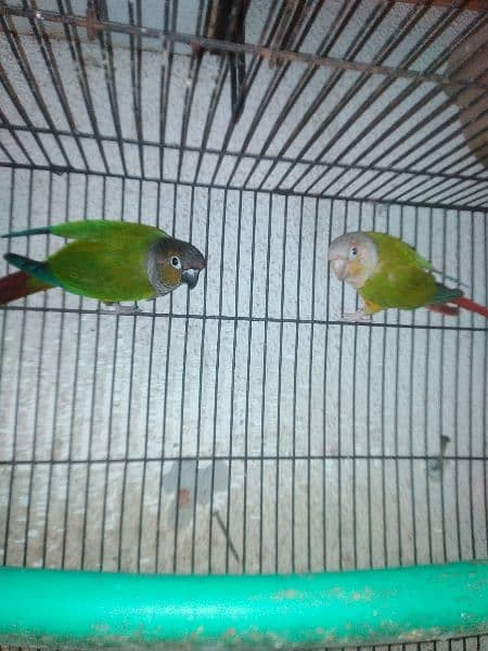 Green cheak counor and love birds 2