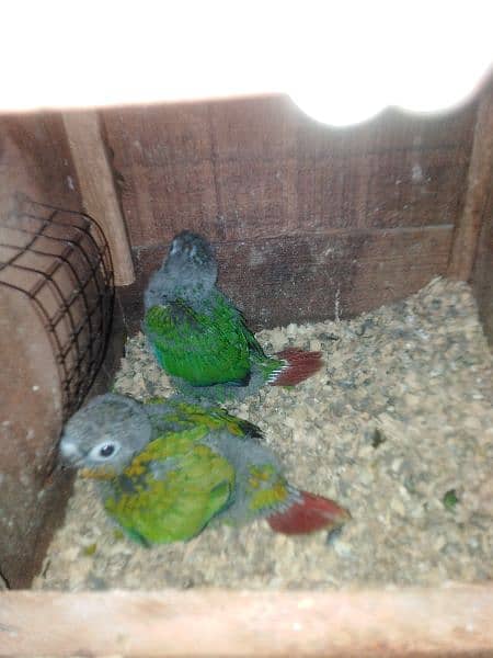 Green cheak counor and love birds 3