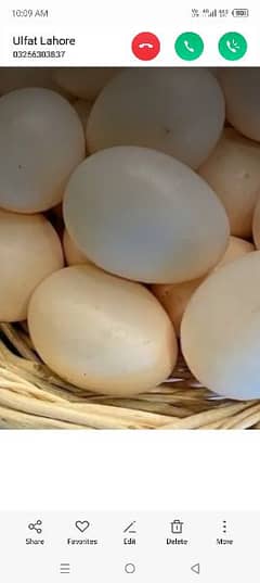 golden misri eggs fertile 03008449325