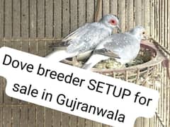 dove pair for sale