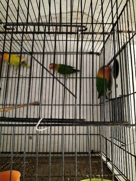 love bird one pair with baby green fisher and Latino pasinata 0