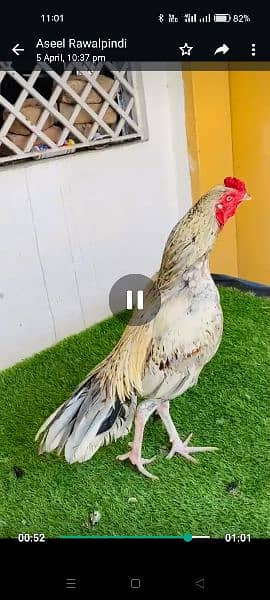 pore miawali high quality bird for sale available in barakhu Islamabad 0
