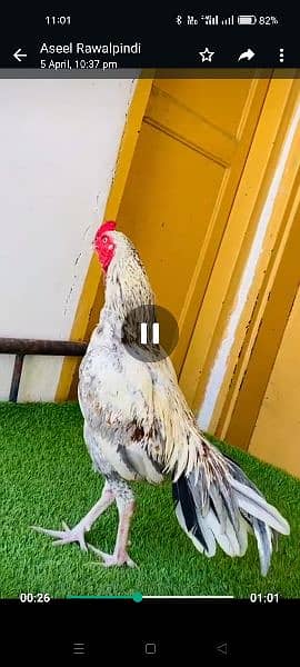 pore miawali high quality bird for sale available in barakhu Islamabad 1