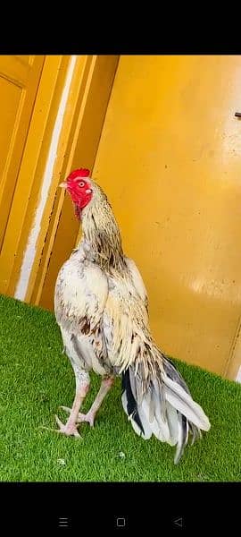 pore miawali high quality bird for sale available in barakhu Islamabad 2