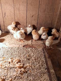 golden misri chicks for sale