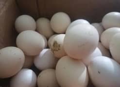 Bantam eggs 100% fertile