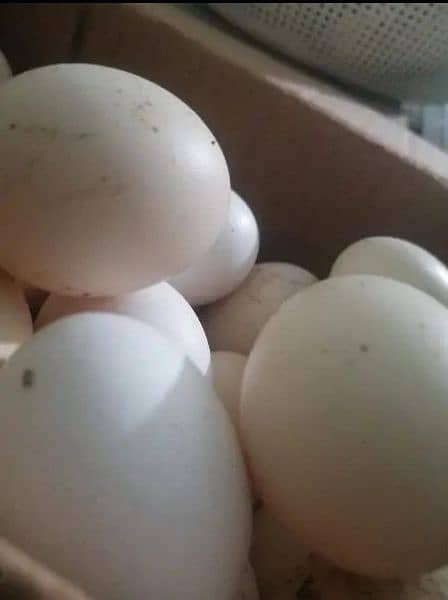 Bantam eggs 100% fertile 1