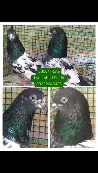 pigeons piars   03332648435 7
