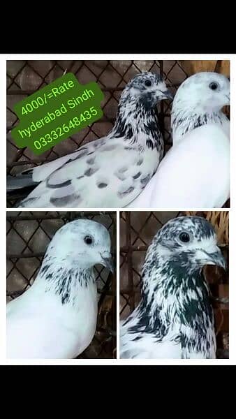 pigeons piars   03332648435 5