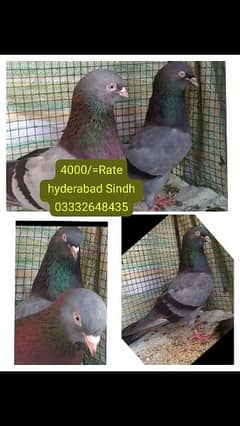 pigeons piars   03332648435 0