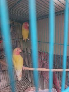 common Lutino red eye , pair available ,lahore