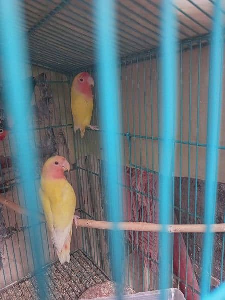 common Lutino red eye , pair available ,lahore 0