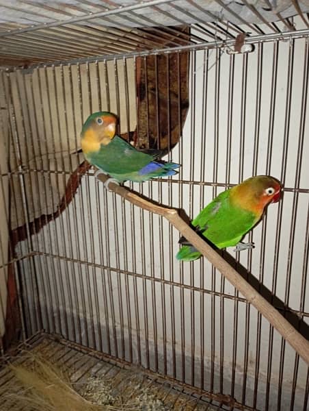 love bird pair 1