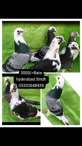 pigeons piars   03332648435 16