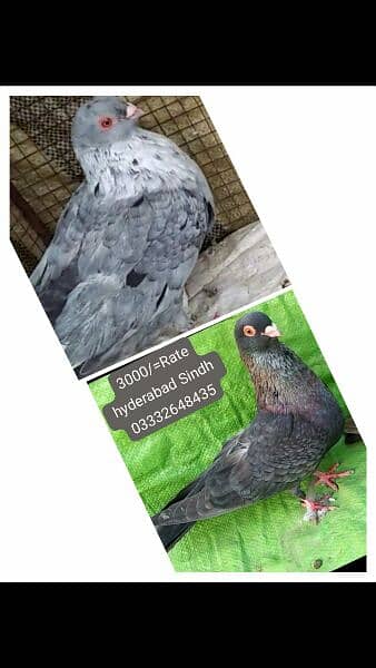 pigeons piars   03332648435 1
