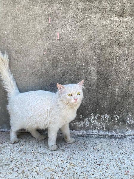 Persian female cat 2