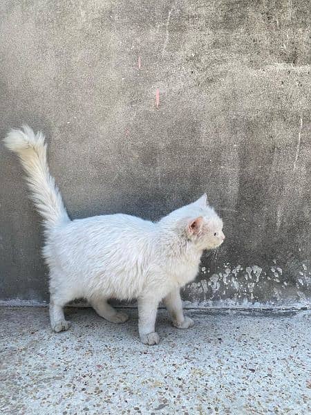 Persian female cat 5