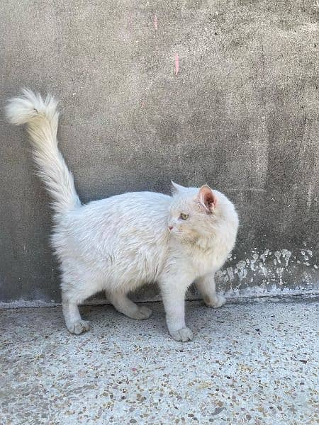 Persian female cat 6