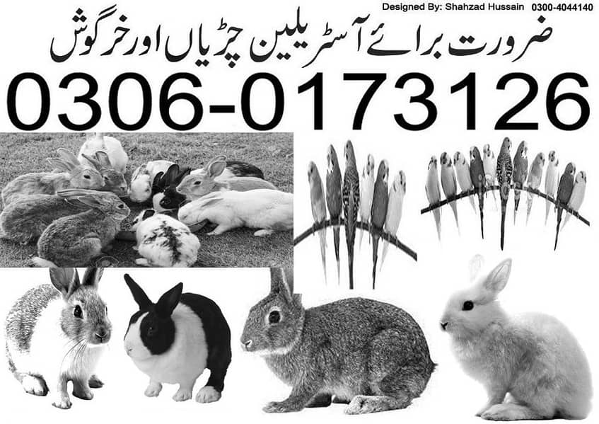 RABBITS FOR SALE 1