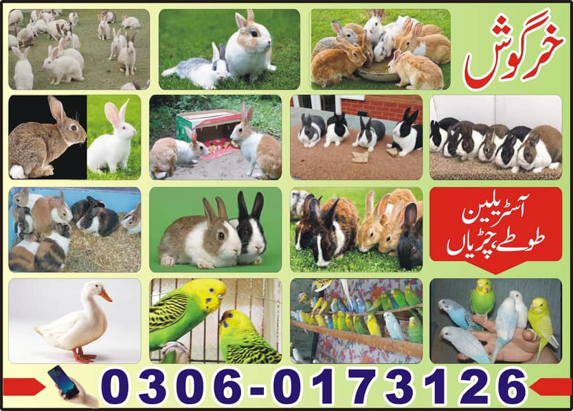 RABBITS FOR SALE 7