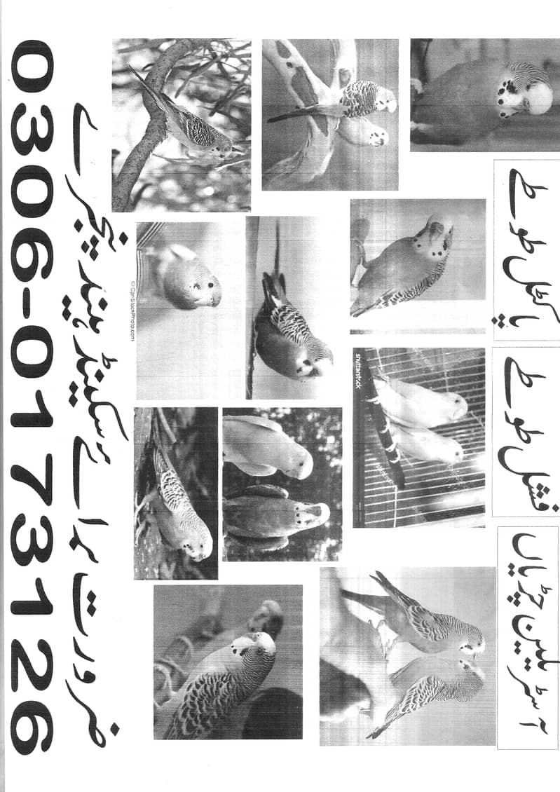 RABBITS FOR SALE 11