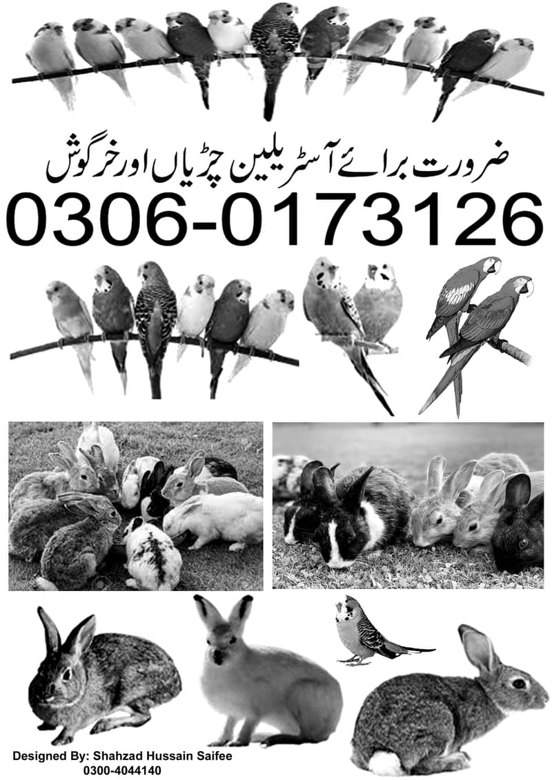 RABBITS FOR SALE 13