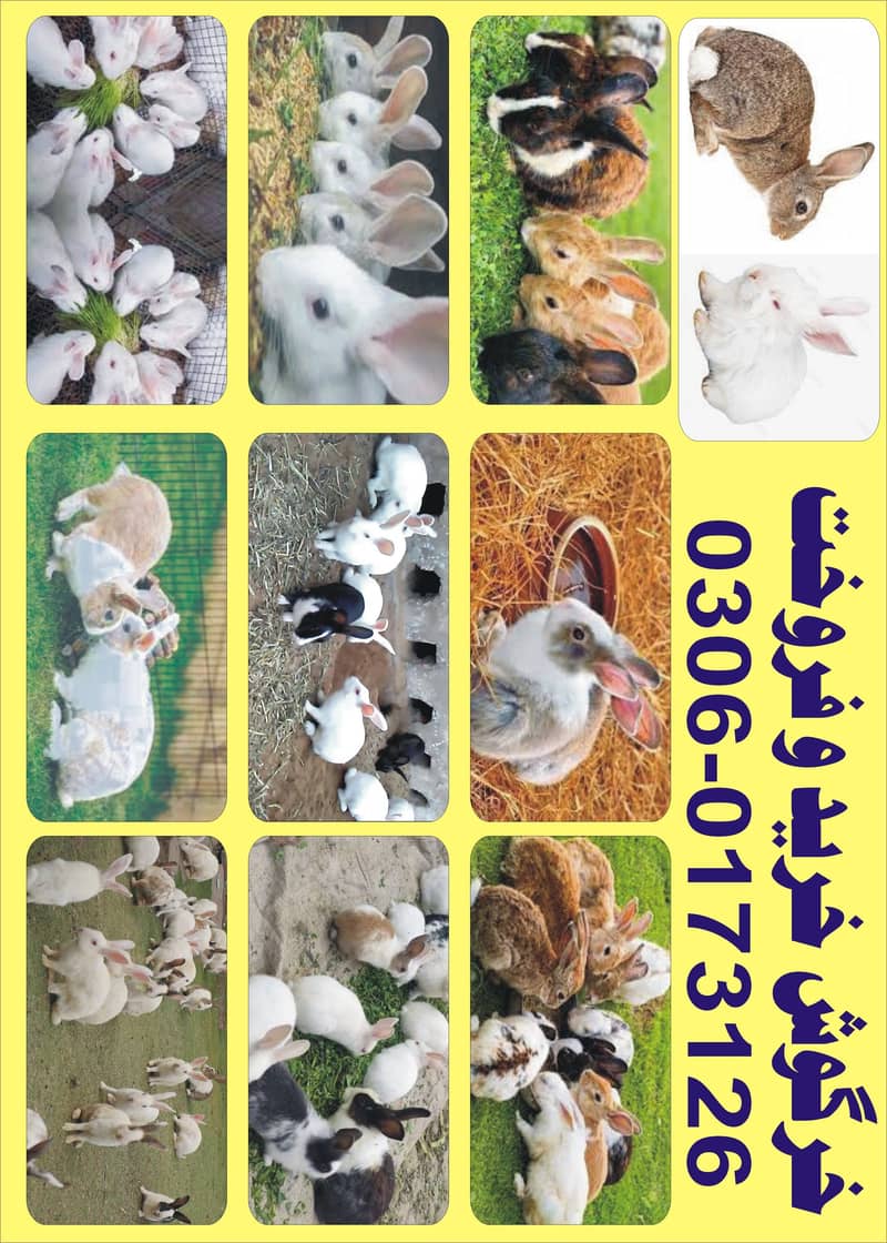 RABBITS FOR SALE 14