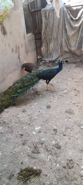Peacock pair 2