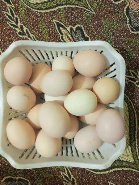 golden misri fertile eggs 420 k darjan location mirza attock 1