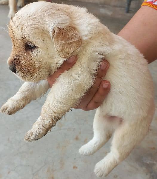 Labrador Puppies For Sale 0